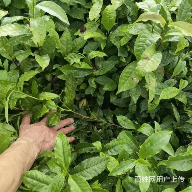 梧州茶叶苗种植，梧州茶叶苗批发，梧州大叶茶苗 - 图片 5