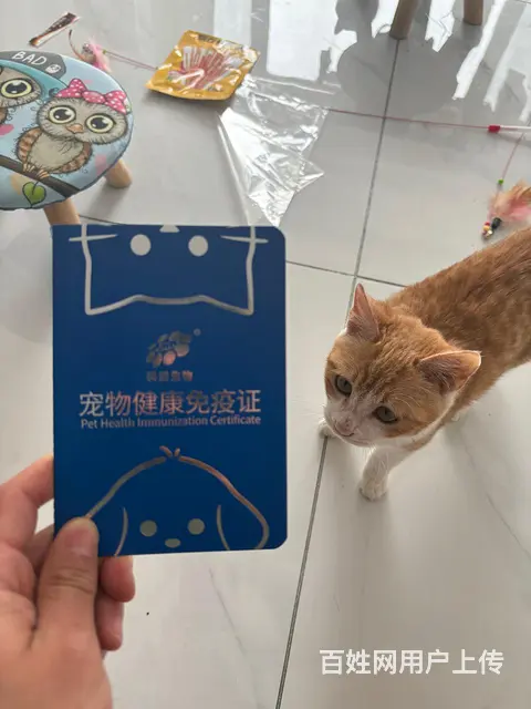 【搞定了！】橙猫 - 图片 6