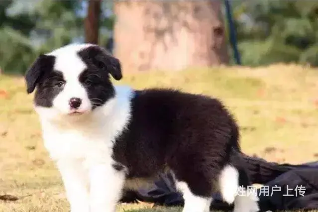 承德边牧怎么卖 家养边牧 疫苗齐全 - 图片 1