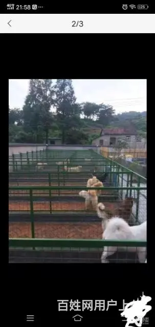 湖州训犬训狗学校，改正狗狗坏习惯，科目训练 - 图片 6