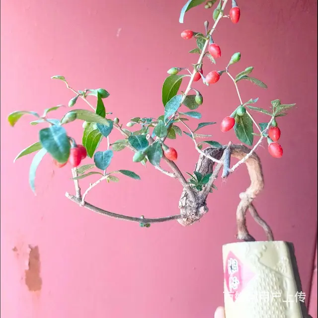 黄荆，中华野生红枸杞盆景，酒瓶花盆 - 图片 5