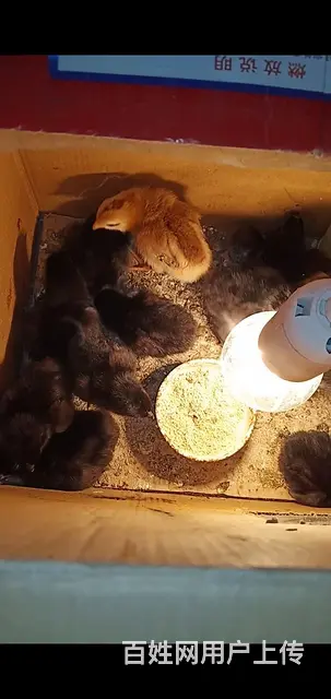 自家孵化黑凤鸡苗，长期有效！ - 图片 3