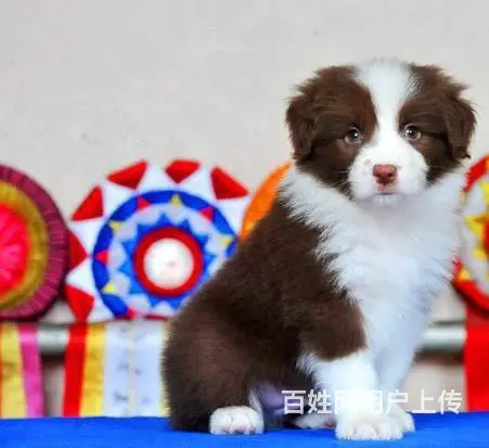 哪里有边境牧羊犬 边牧多少钱一只 纯种边牧多少钱 - 图片 2