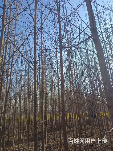 银杏树 - 图片 3