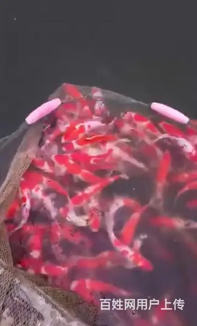 苏州出售锦鲤鱼过滤器材过滤设备 - 图片 9