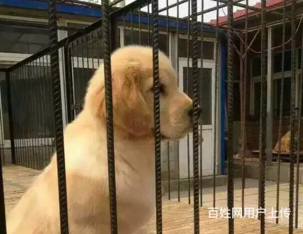 天门在哪有卖金毛的市场 市场金毛多少钱一只 - 图片 8