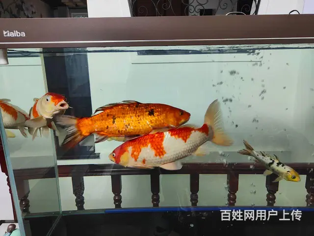 锦鲤鱼 - 图片 5