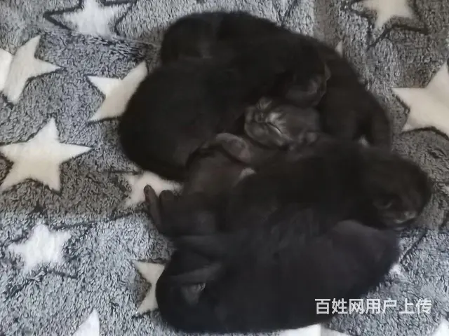 永州自家繁育美短小猫崽身体健康提前预约 - 图片 8
