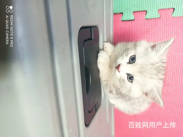 【搞定了！】50天小猫 - 图片 4