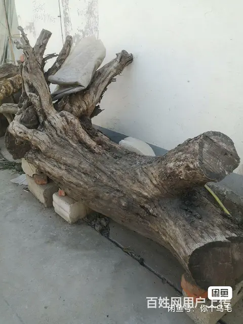 极少的大号枣树 - 图片 2