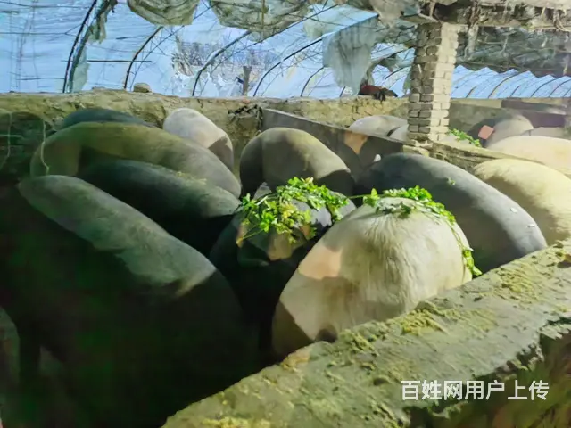 两年以上的笨猪 - 图片 3