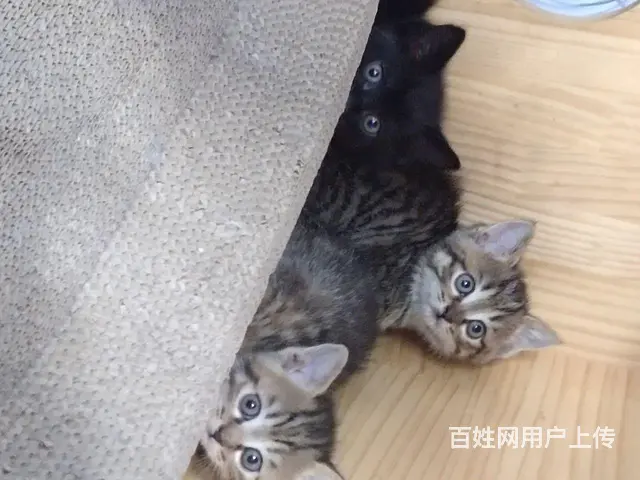 寻找个有爱心的人免费送 - 图片 2
