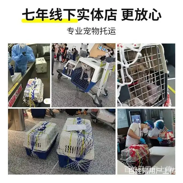 徐州丰县托运宠物 （猫狗活体运输）快递至全国各地 - 图片 1