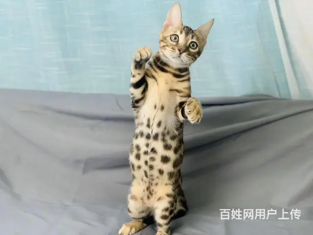 那里有卖孟加拉豹猫的 孟加拉豹猫多少钱 包健康 - 图片 1