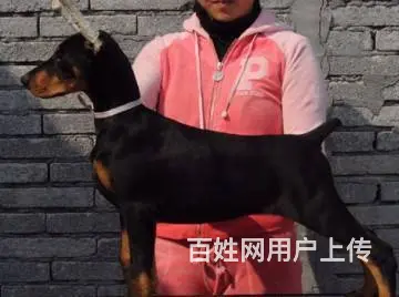 杜宾犬价格_德系杜宾_杜宾犬多少钱_杜宾犬图片 - 图片 6