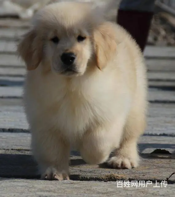 纯血统金毛幼犬、疫苗齐全包养活、质保全国送货 - 图片 6