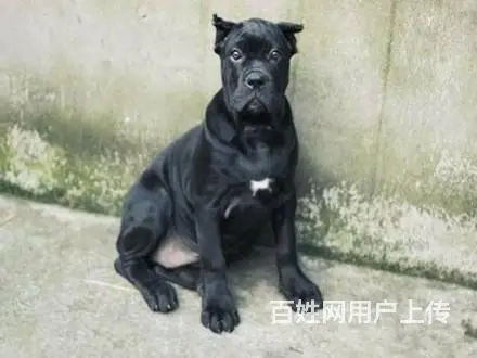 三个月的卡斯罗幼崽最新价格，纯种卡斯罗保健康包养活 - 图片 9