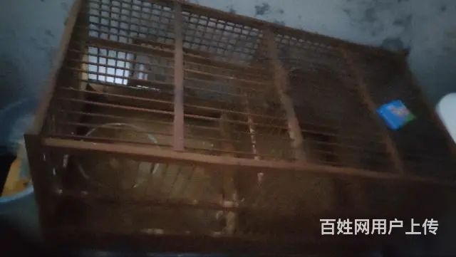 出售繁殖鸟笼打鸟笼子 - 图片 2