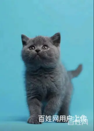 自家繁殖布偶猫 蓝猫 加菲猫 金吉拉等疫苗齐全包纯 - 图片 1