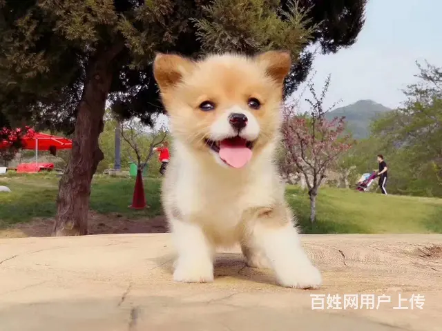 宿州本地柯基犬犬舍，本地柯基犬在哪里 - 图片 2