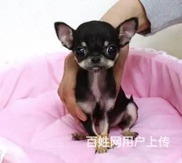 扬州上哪可以看到吉娃娃犬舍，吉娃娃犬舍地址位置 - 图片 9