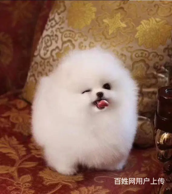 北京博美价格多少纯种小体博美多少钱保活健康 - 图片 9