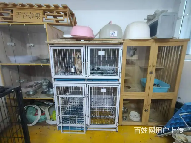 铁西区其仕和颂西北门宠物店出兑，可空兑 - 图片 2