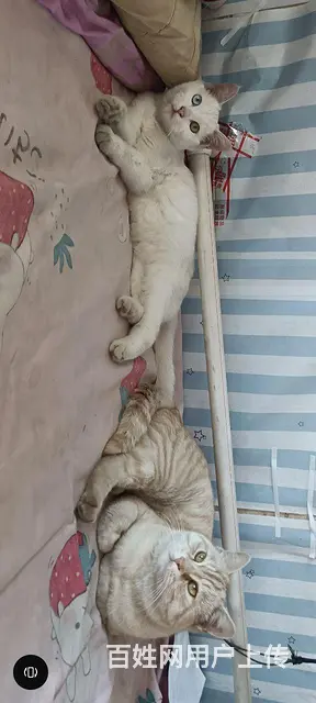 自家可爱猫咪 - 图片 2