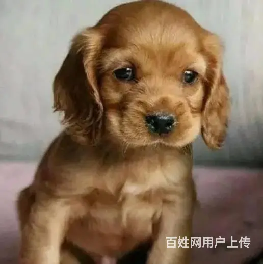 纯种可卡幼犬出售 驱虫疫苗已做好 全国送货上门 - 图片 4