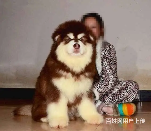 双血统巨型阿拉斯加幼犬 低价质保出售 签署保证协议 - 图片 1