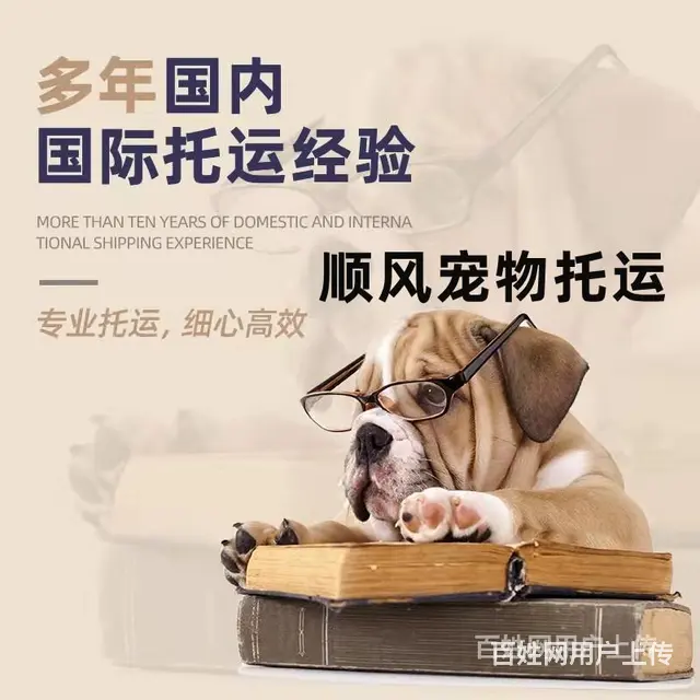 烟台莱阳宠物托运（猫狗）活体邮寄快递（2022宠物运输 ）今 - 图片 3