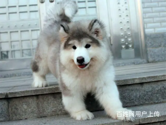 巨型阿拉斯加 购犬签订售后协议 保健康 - 图片 7