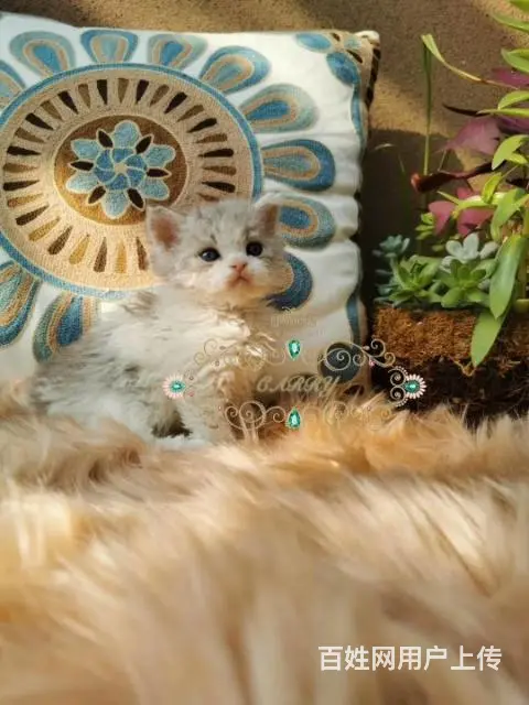 塞尔凯克卷毛猫专业猫舍，塞尔凯克卷毛猫多少钱 - 图片 1