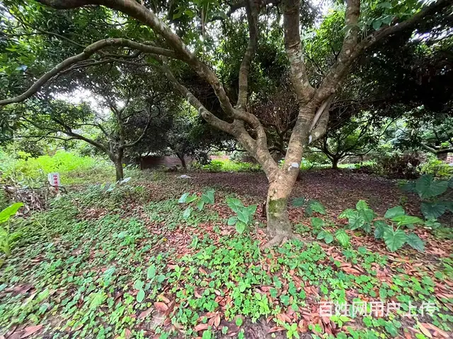 从化区桃花小镇旅游区附近1.5亩平地果园整体转让 - 图片 5