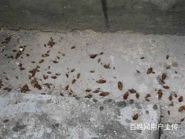 什邡杀虫公司灭老鼠灭蟑螂公司 - 图片 5