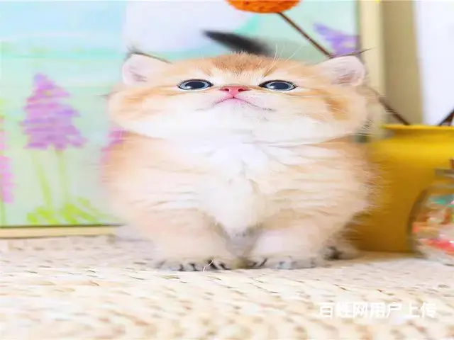吕梁猫舍金渐层猫多少钱一只哪里有本地买自家猫舍繁殖 - 图片 2