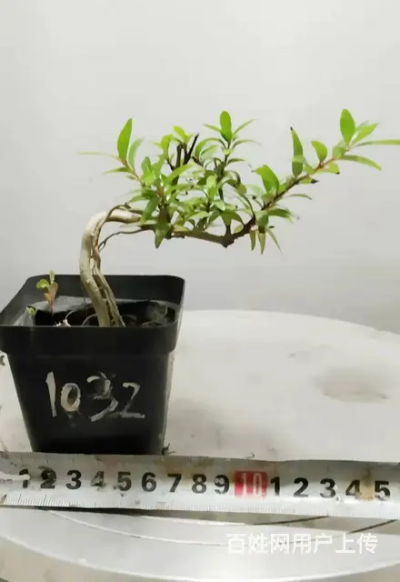 湖北大学自考本科毕业生杨世毅先生淘宝盛世鑫毅植物园 - 图片 1