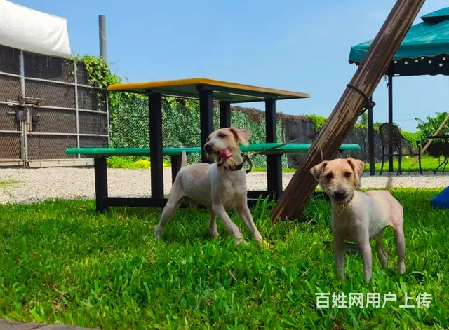广州番禺亚运城宠物狗狗寄养训练学校 - 图片 2