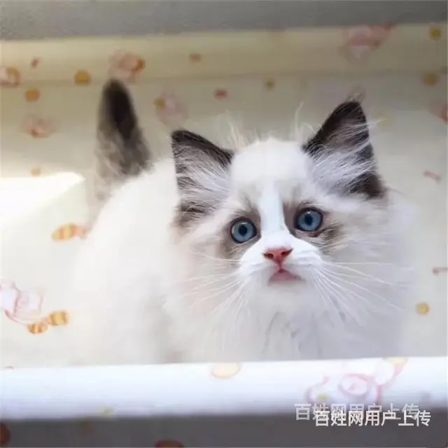 安徽巢湖纯血布偶幼猫特价处理 - 图片 4