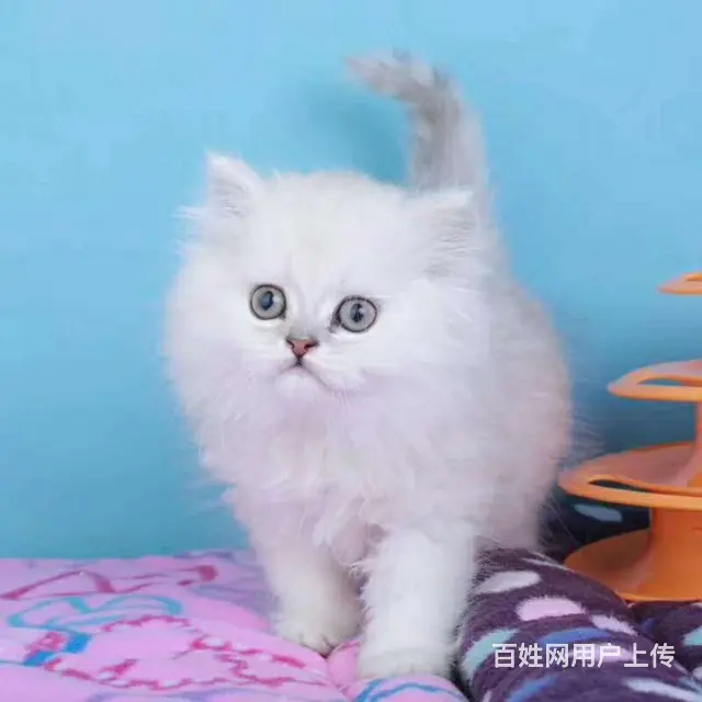 金吉拉价格 金吉拉猫成年体重金吉拉猫掉毛严重吗 - 图片 2
