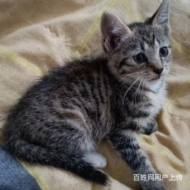 【搞定了！】中华田园狸花猫小奶猫领养 - 图片 2