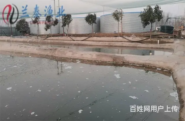 哪里买泰狮金鱼 - 图片 6