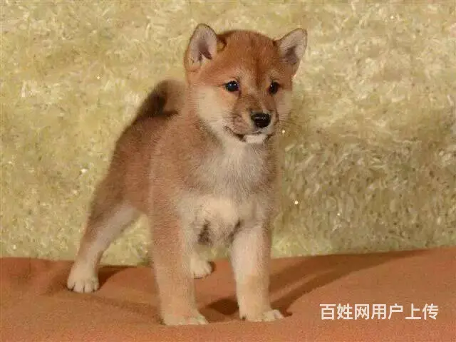 出售纯种日系柴犬,多只可选,签合同包健康三个月 - 图片 1