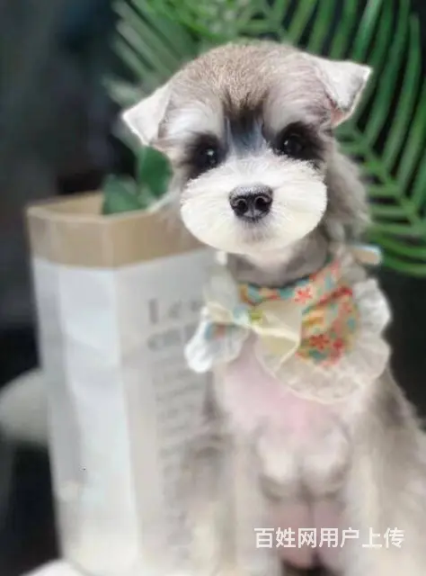 纯种雪纳瑞幼犬小狗 可爱椒盐雪纳瑞 身体健康找新家 - 图片 4