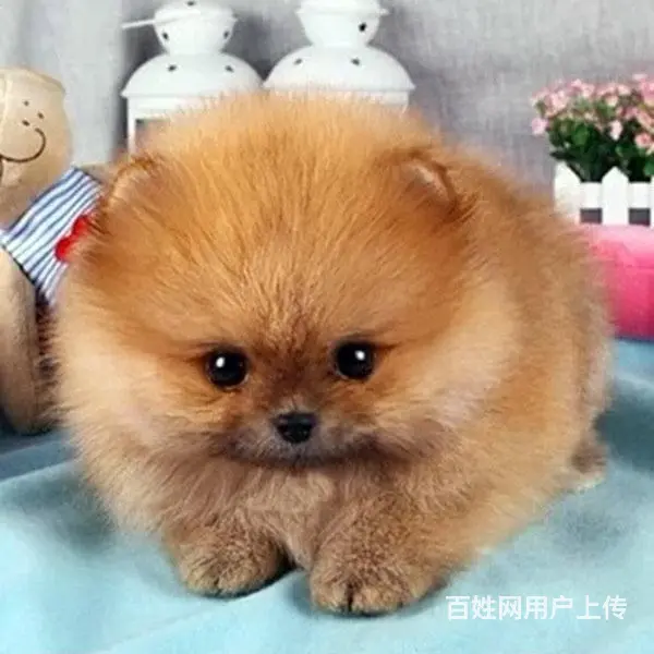 七台河去哪里买博美靠谱一点 买博美的靠谱途径 - 图片 5