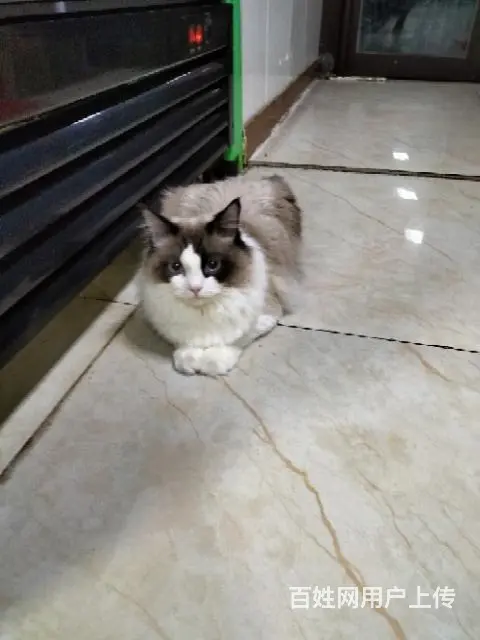布偶忍痛割爱，犹豫孩子猫毛过敏 - 图片 1