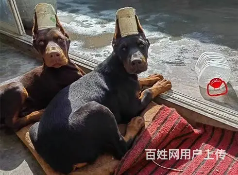 杜宾犬 杜宾 杜宾犬幼犬 黑色咖啡色德系美系包运输 - 图片 5
