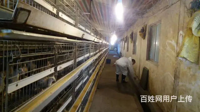 珠海白蚁防治  杀虫 灭鼠 灭蟑螂 灭跳蚤 红火蚁 - 图片 10