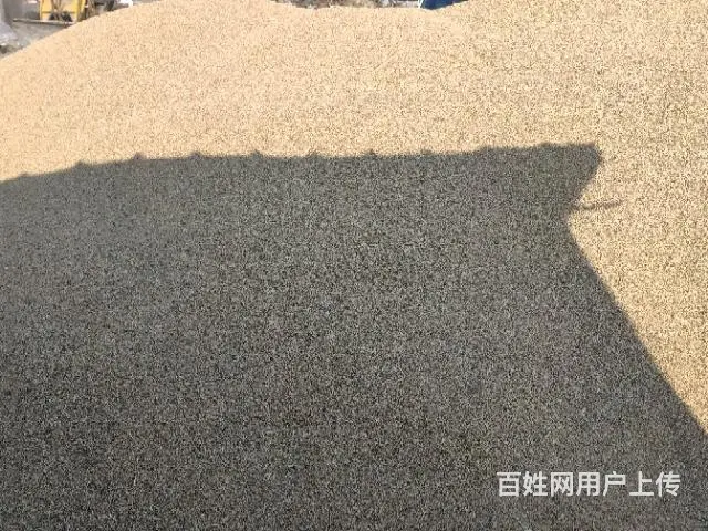 水稻 - 图片 3