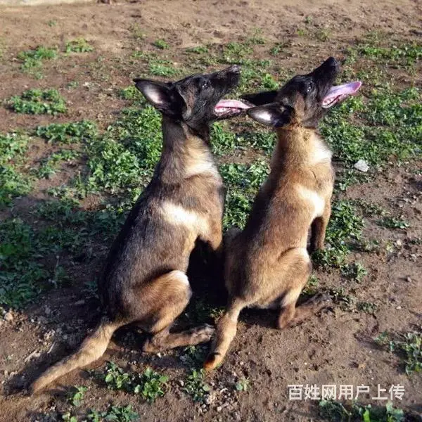 吕梁养马犬的地方，卖马犬的地方 - 图片 3